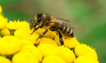 Les Abeilles