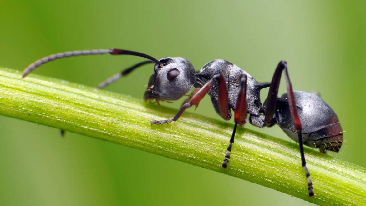 Les Fourmis