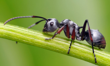 Les Fourmis