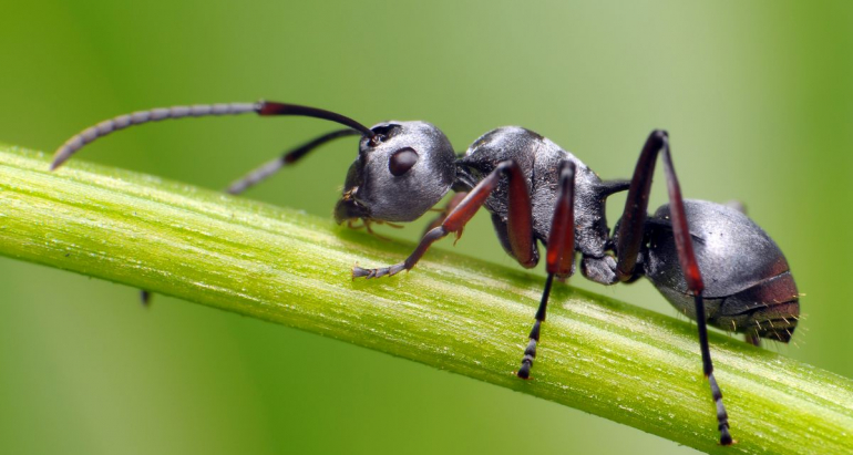 Les Fourmis
