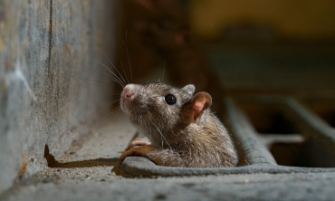 Les rats
