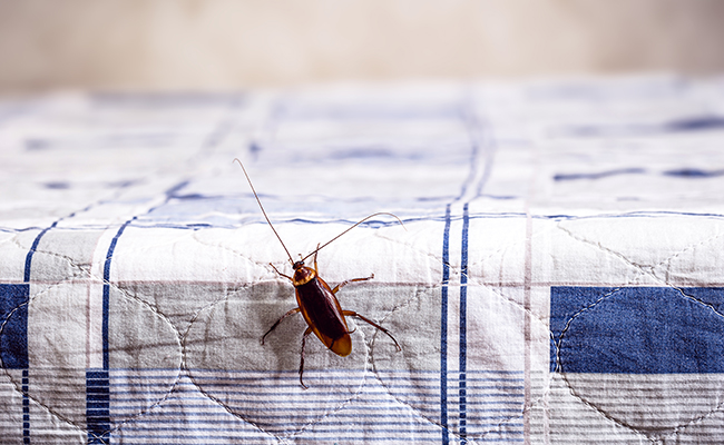 Comment puis-je prévenir les infestations de cafards dans ma maison ?