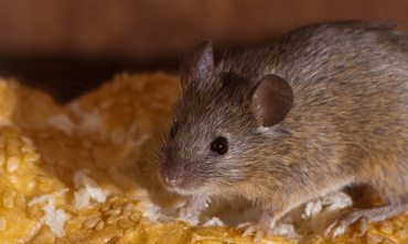Les souris