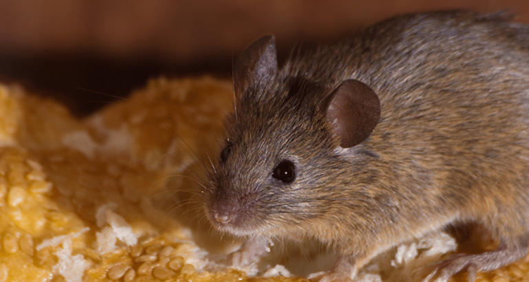Les souris