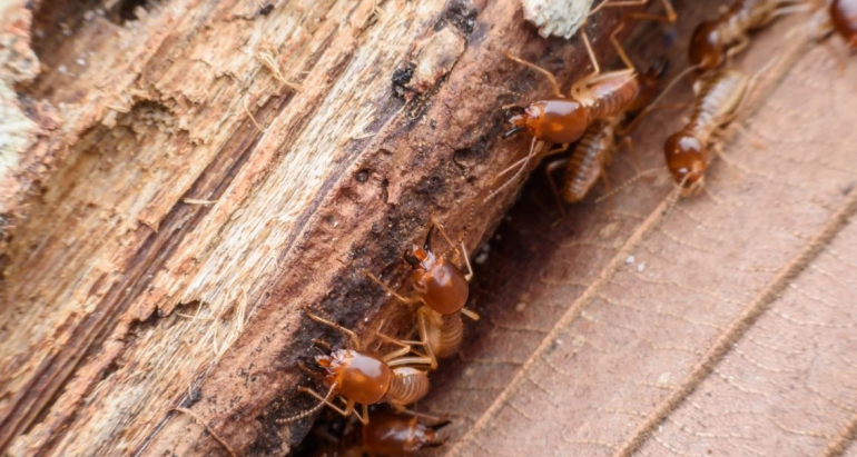 Quelles sont les conséquences des infestations de termites sur les structures en bois ?