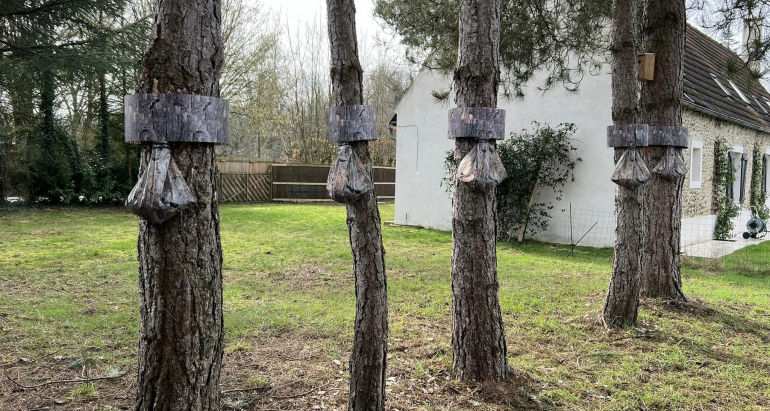 Les signes d’une infestation de chenilles processionnaires : Ce qu’il faut savoir