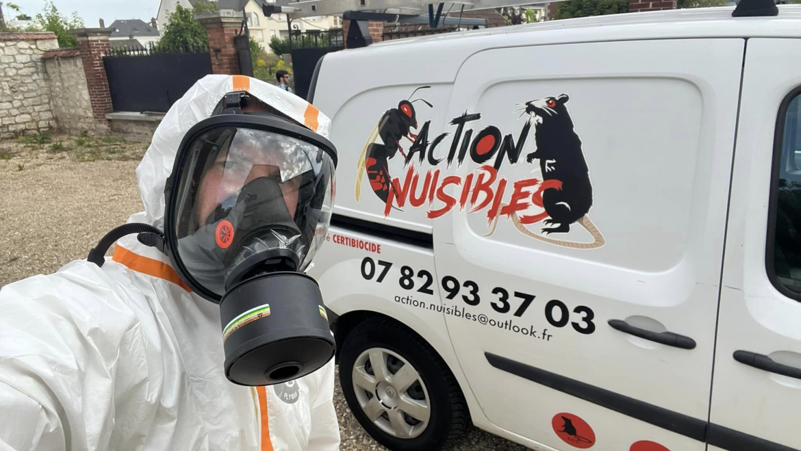 Lever la tête : les nids secondaires de frelons asiatiques commencent à grossir